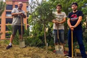 Plantando el olivo en la montaña central